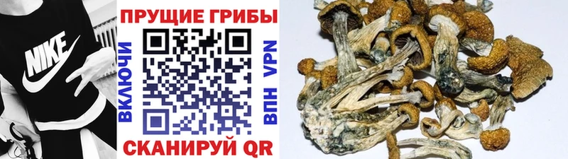 Купить где  Спас-Деменск  Галлюциногенные грибы Psilocybe 